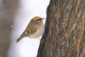 goudhaan (Regulus regulus) 2-2021 5039
